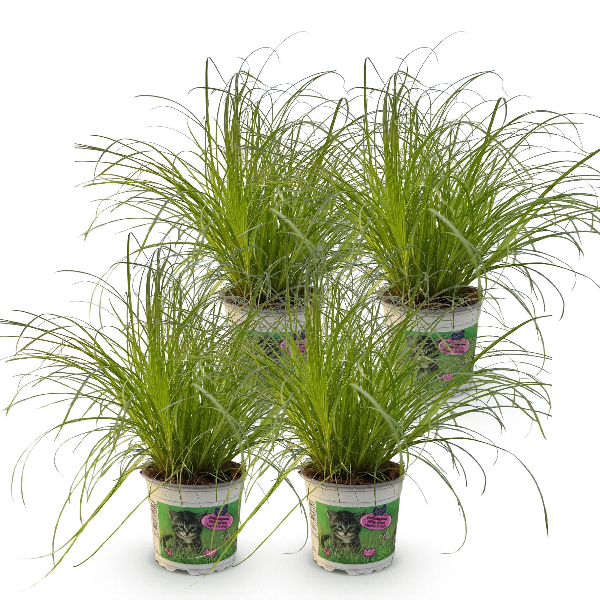 Cyperus alternifolius Zumula - Kattengras - Huisdiervriendelijk - Groen - 4 Planten - Pot 12cm - Hoogte 28-30cm