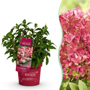 Hydrangea panniculata Groundbreaker Ruby - Pluimhortensia - Winterhard - Rood - 1 Plant - Pot 14cm - Hoogte 20-25cm