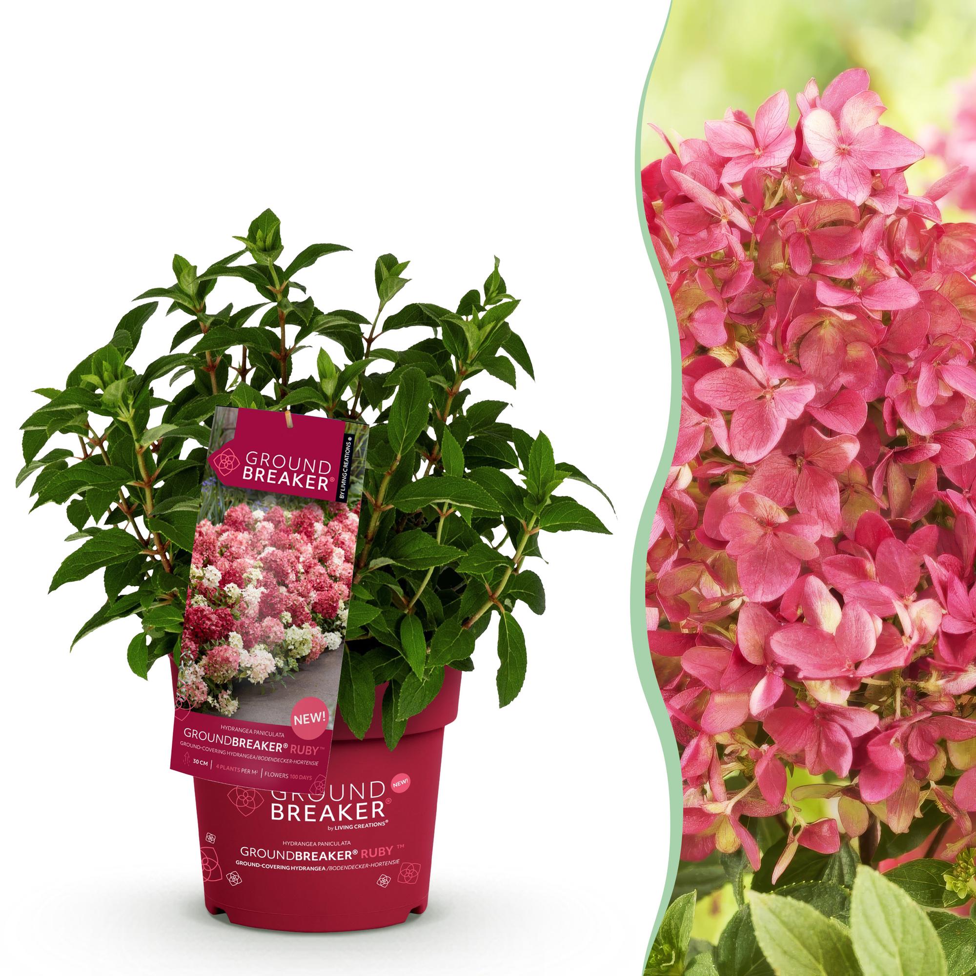 Hydrangea panniculata Groundbreaker Ruby - Pluimhortensia - Winterhard - Rood - 1 Plant - Pot 14cm - Hoogte 20-25cm