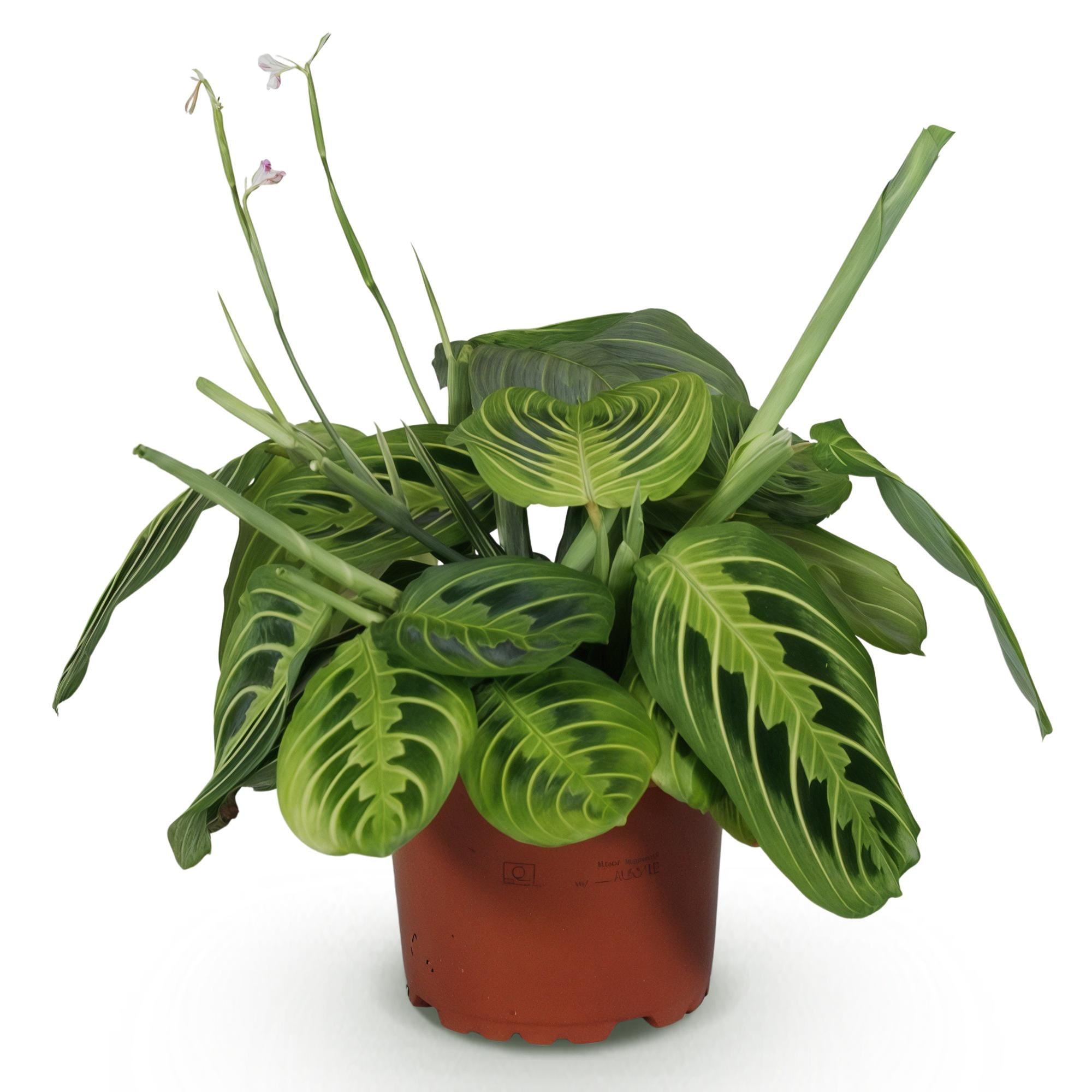 Maranta Fascinator Lemon Lime - Gebedsplant - Huisdiervriendelijke Plant - Groen - 1 Plant - Pot 12cm - Hoogte 25cm