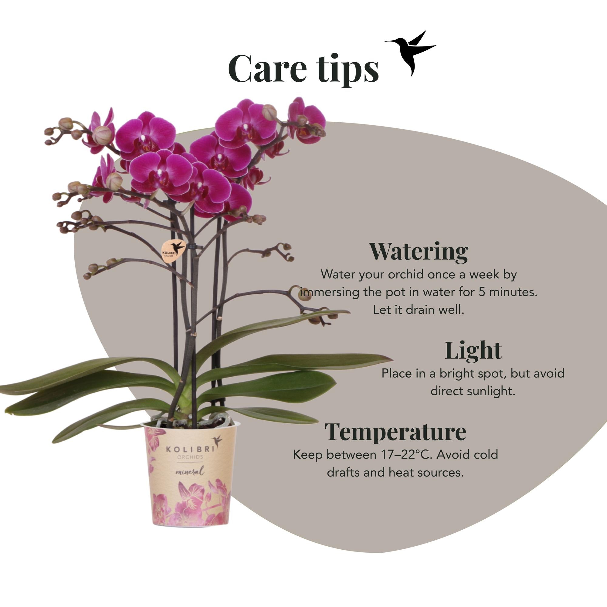 Kolibri Orchids | Purple phalaenopsis orchid pot size Ø9cm | Morelia | flowering houseplant - fresh from the grower
