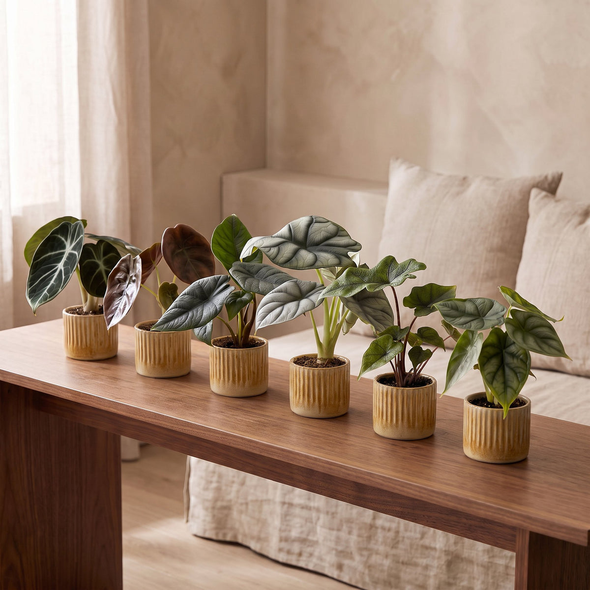 Baby Alocasia Familie 6x- Rood - Groen - Zwart - Zilver - Grijs - Tropisch - incl. Linnea Honey - Ø6cm - ↕12cm
