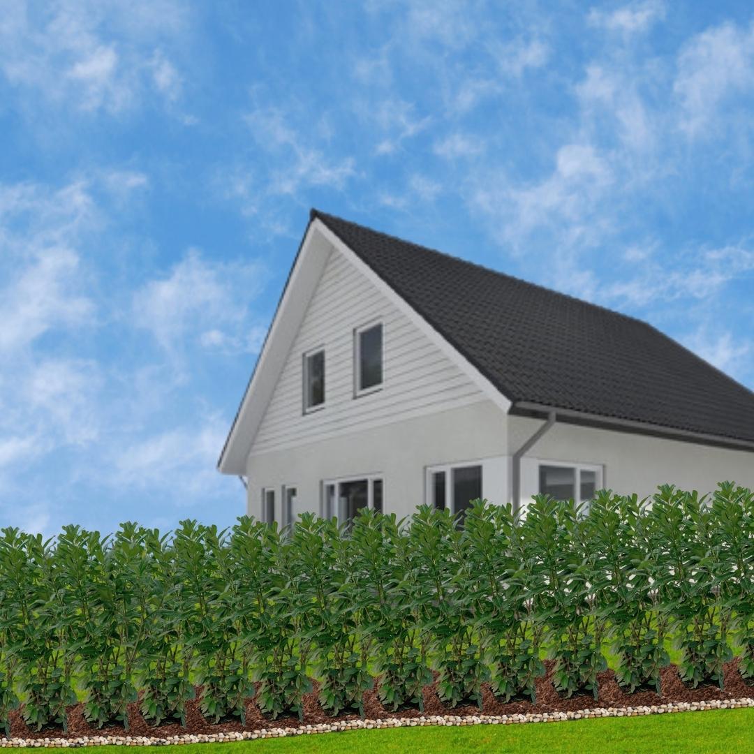 Große Kirschlorbeerpflanzen Novita für 10 laufende Meter Hecke | - 15L - 20x | ↨ 125-150 cm