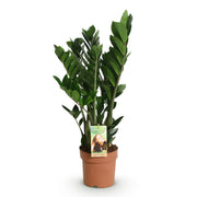 Zamioculcas - ZZ-plant - Pot 17cm - Hoogte 65-75cm