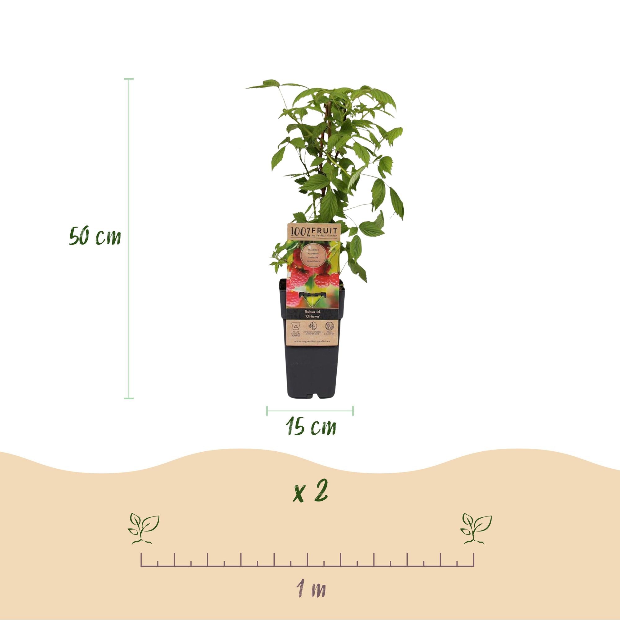 Rubus idaeus Ottawa - Frambozenplant - Winterhard - Rode Framboos - 2 Planten - Pot 15cm - Hoogte 50cm