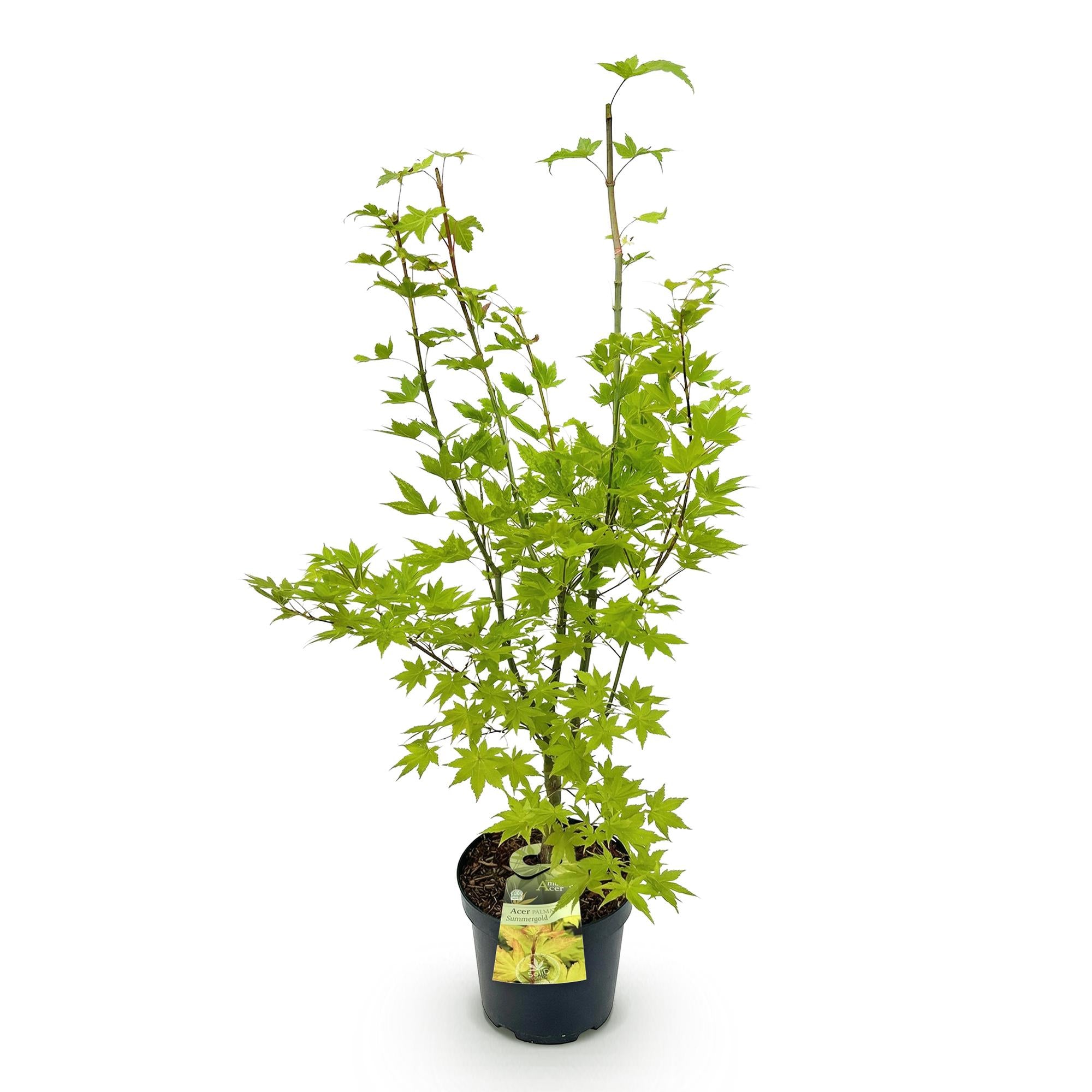 Acer palmatum Summergold - Japanse Esdoorn - Bladverliezend - Geel - 1 - Pot 26cm - Hoogte 90cm