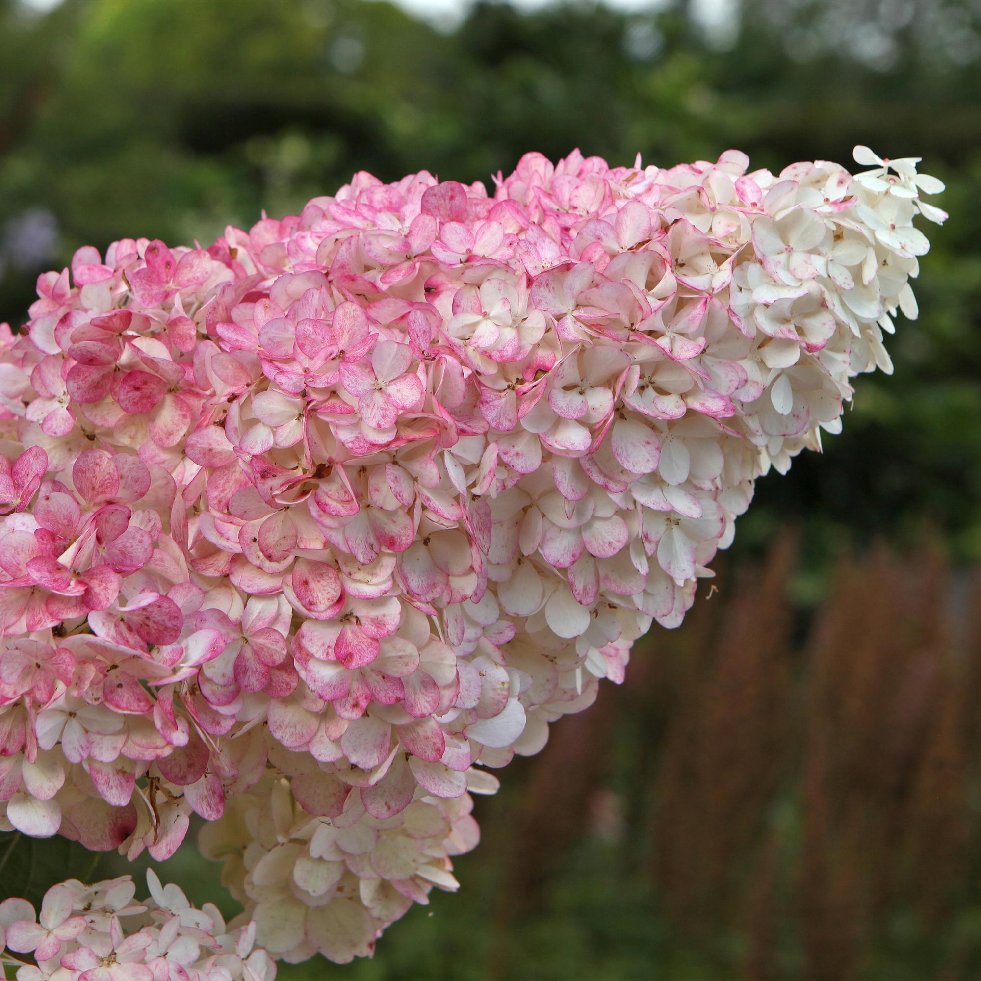 Green boutiQ – Federhortensie (Hydrangea panniculata Vanille Fraise) – Blütenfarbe: Weiß-Rosa – 3 Pflanzen pro m² – Laubabwerfend – Große Blüten – Topf: 17 cm, Höhe: 50 cm
