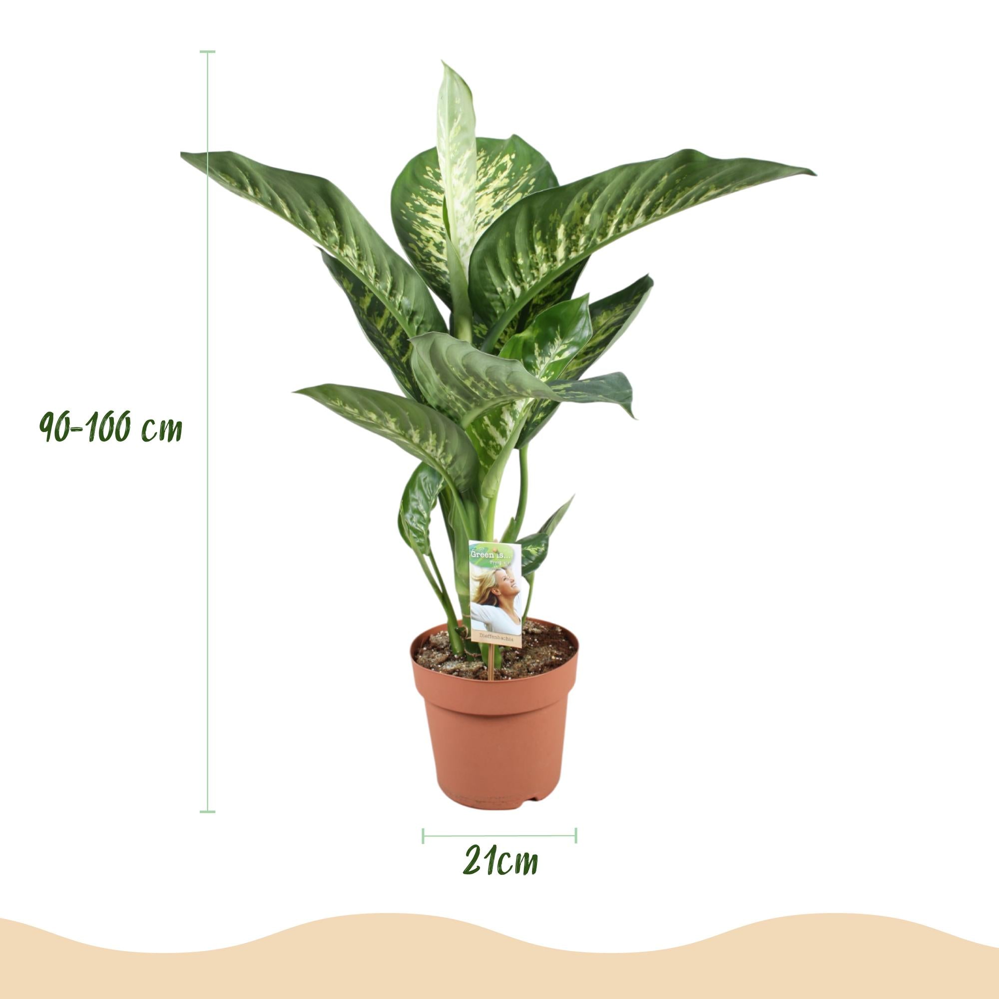 Diefenbachia Tropic Snow - Weinig onderhoud - Groen - 1 Plant - Pot 21cm - Hoogte 90-100cm