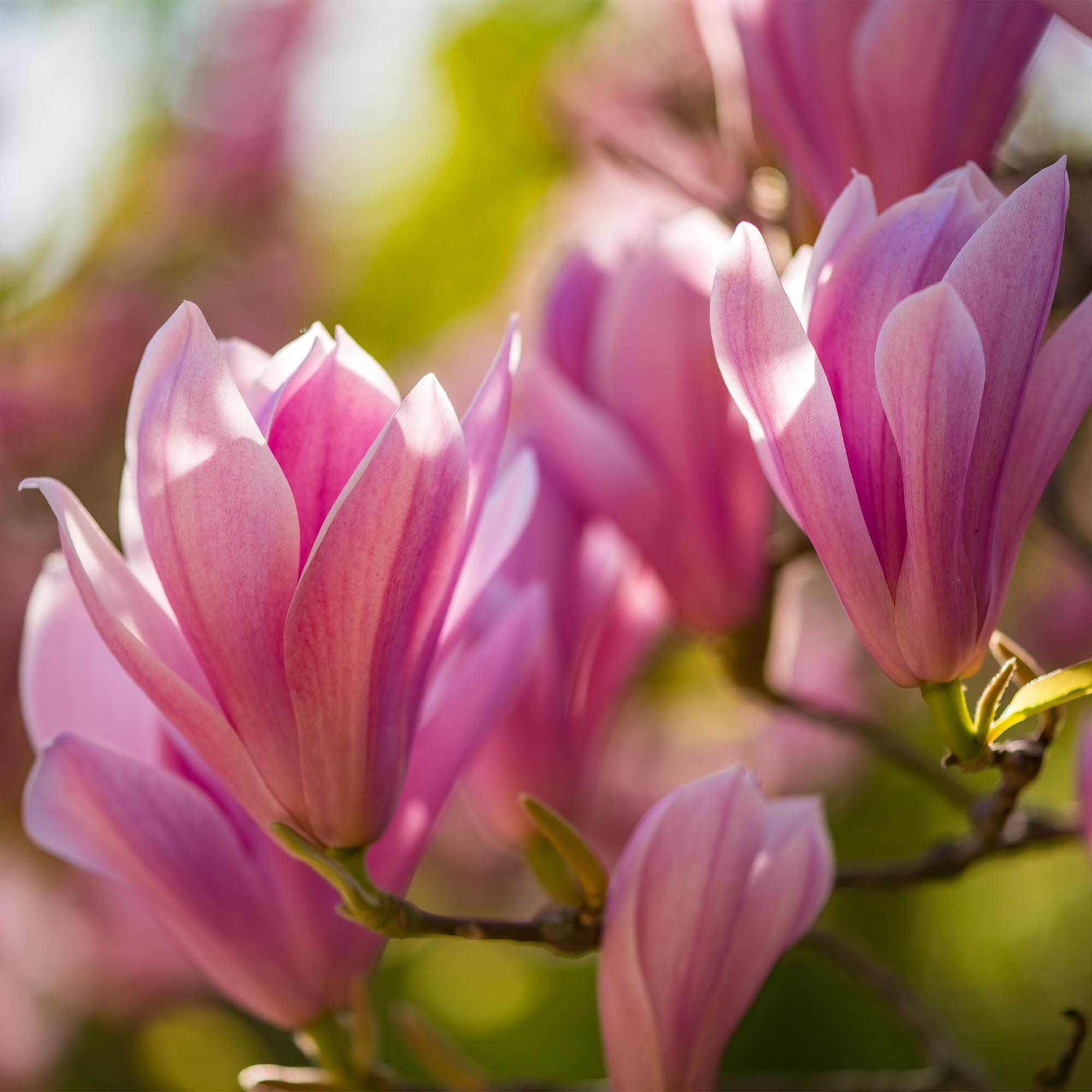 Magnolia Heaven Scent - Bloem Roze - 1 Plant - Bladverliezend - Weinig Onderhoud - Pot 12cm Hoogte 30cm