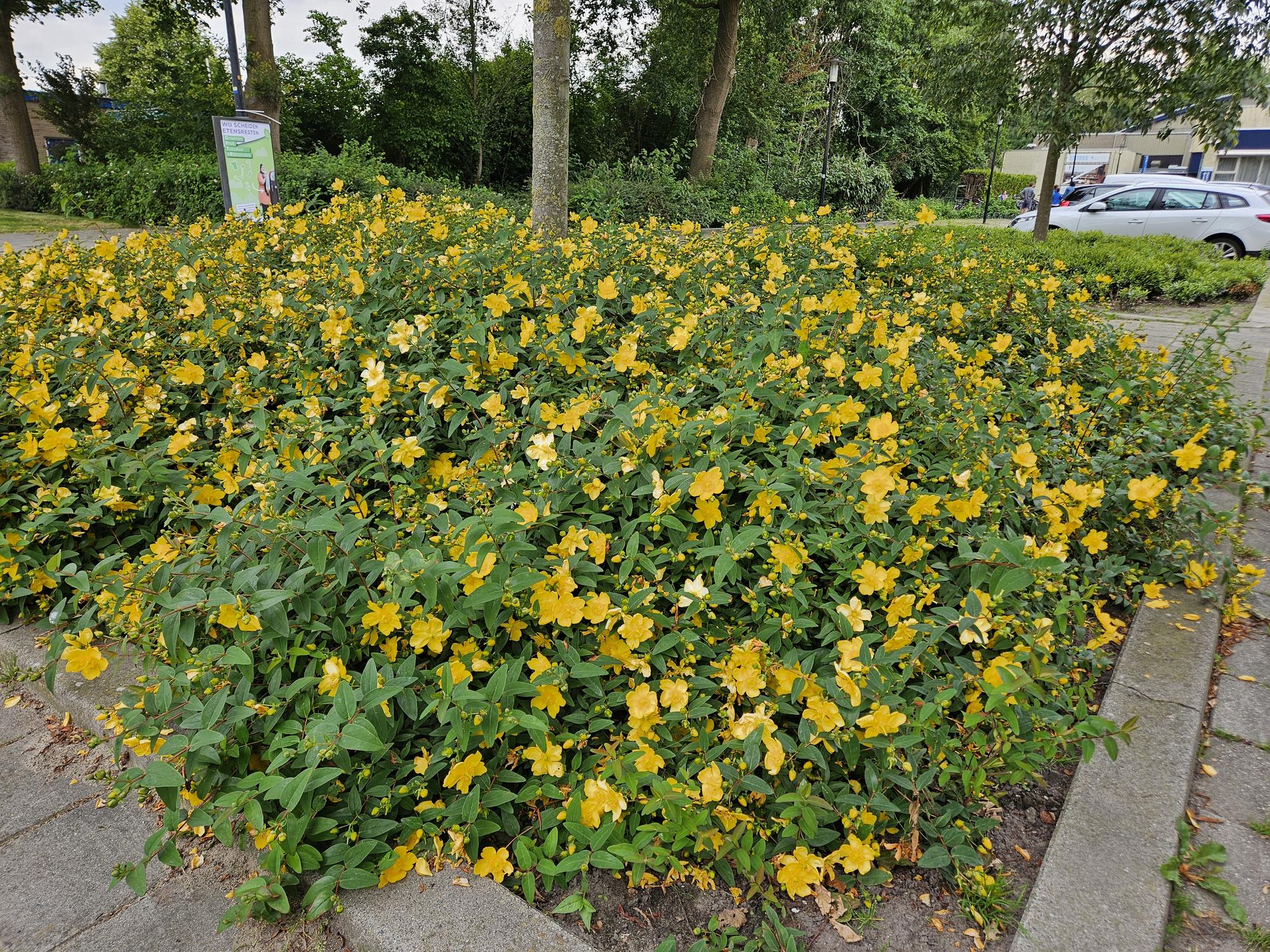 6 x Hypericum 'Hidcote' - ↕10-25cm - Ø9cm