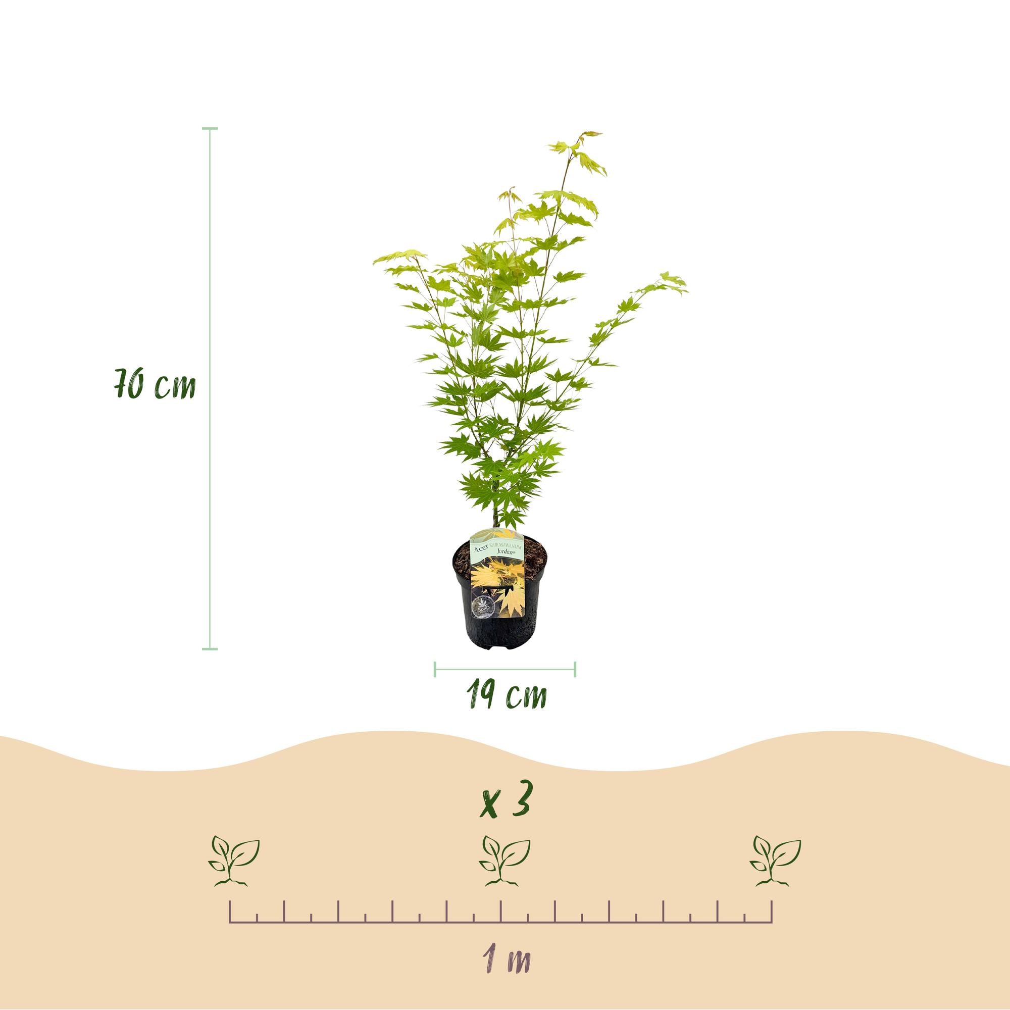 Green boutiQ - Pianta da patio - Acero giapponese - Acer palmatum Jordan - Giallo - 1 pianta - Decidua - Vaso 19 cm Altezza 70 cm
