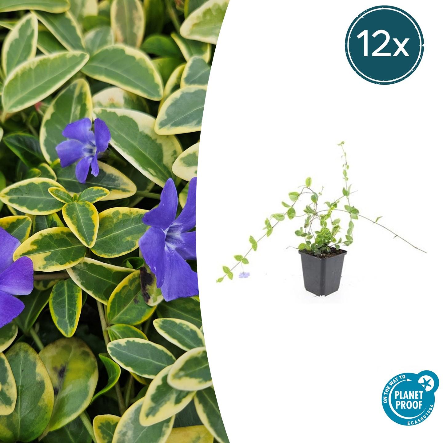 12x Vinca minor 'Blu e Oro' - ↕10-25cm - Ø9cm