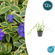 12x Vinca minor 'Blu e Oro' - ↕10-25cm - Ø9cm