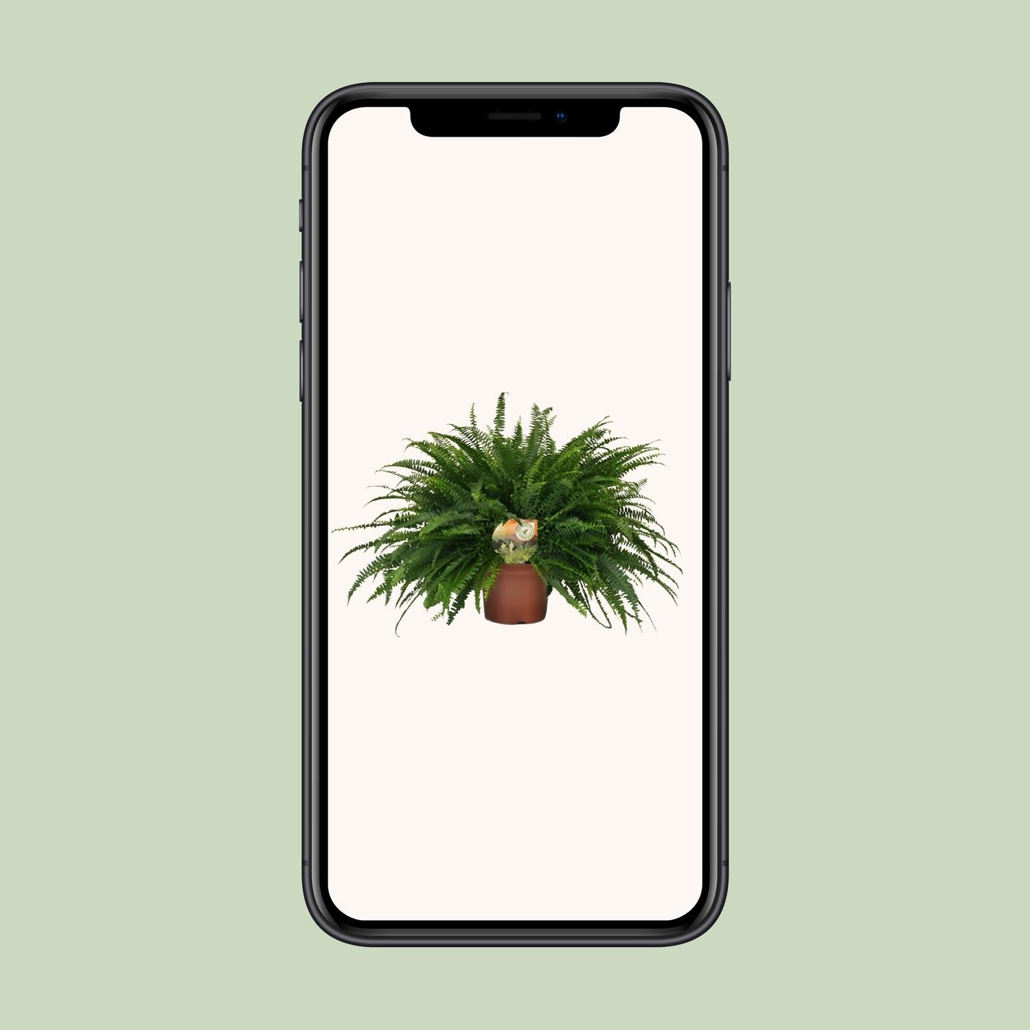 Nephrolepis Dame Verte - Ø19cm - ↕60cm