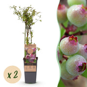 Vaccinium cor. Pink Lemonade - Roze Bosbes - Winterhard - Roze Bes - 2 Planten - Pot 15cm - Hoogte 50cm