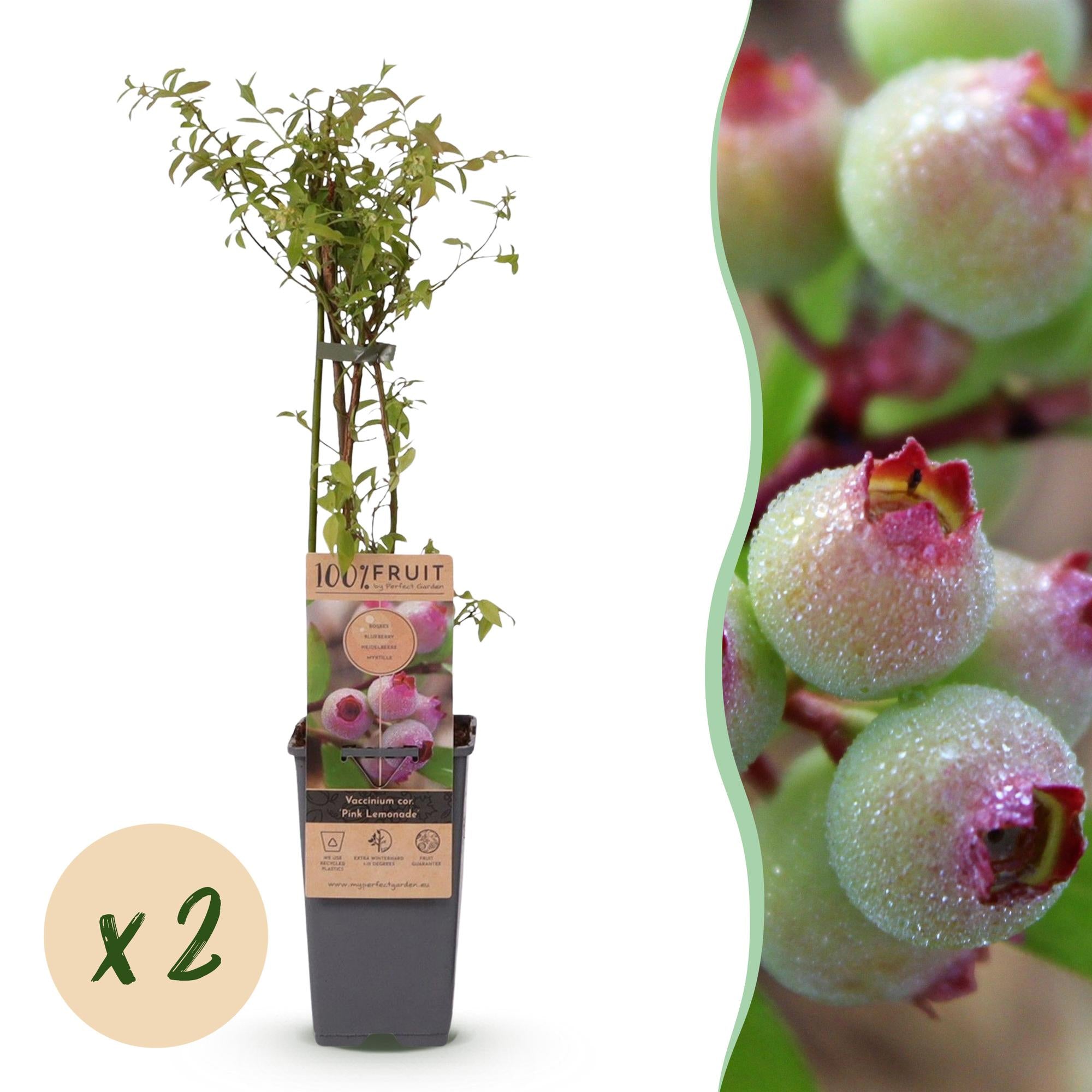 Vaccinium cor. Pink Lemonade - Roze Bosbes - Winterhard - Roze Bes - 2 Planten - Pot 15cm - Hoogte 50cm