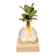 Calathea en cristal Samoa con iluminación LED - Ø12 cm - ↕10 cm