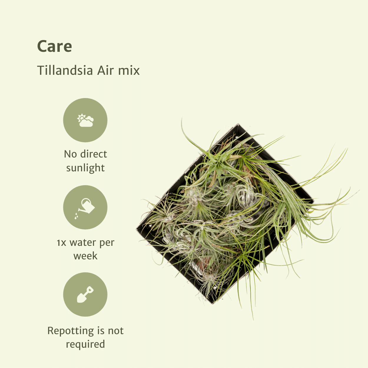 Tillandsia Air mix - 20 pezzi - 6 cm - ø6