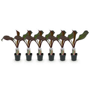 Bananen plant - Ensete ventricosum Maurelli - Winterhard - 6 planten - Pot 12cm Hoogte 30cm