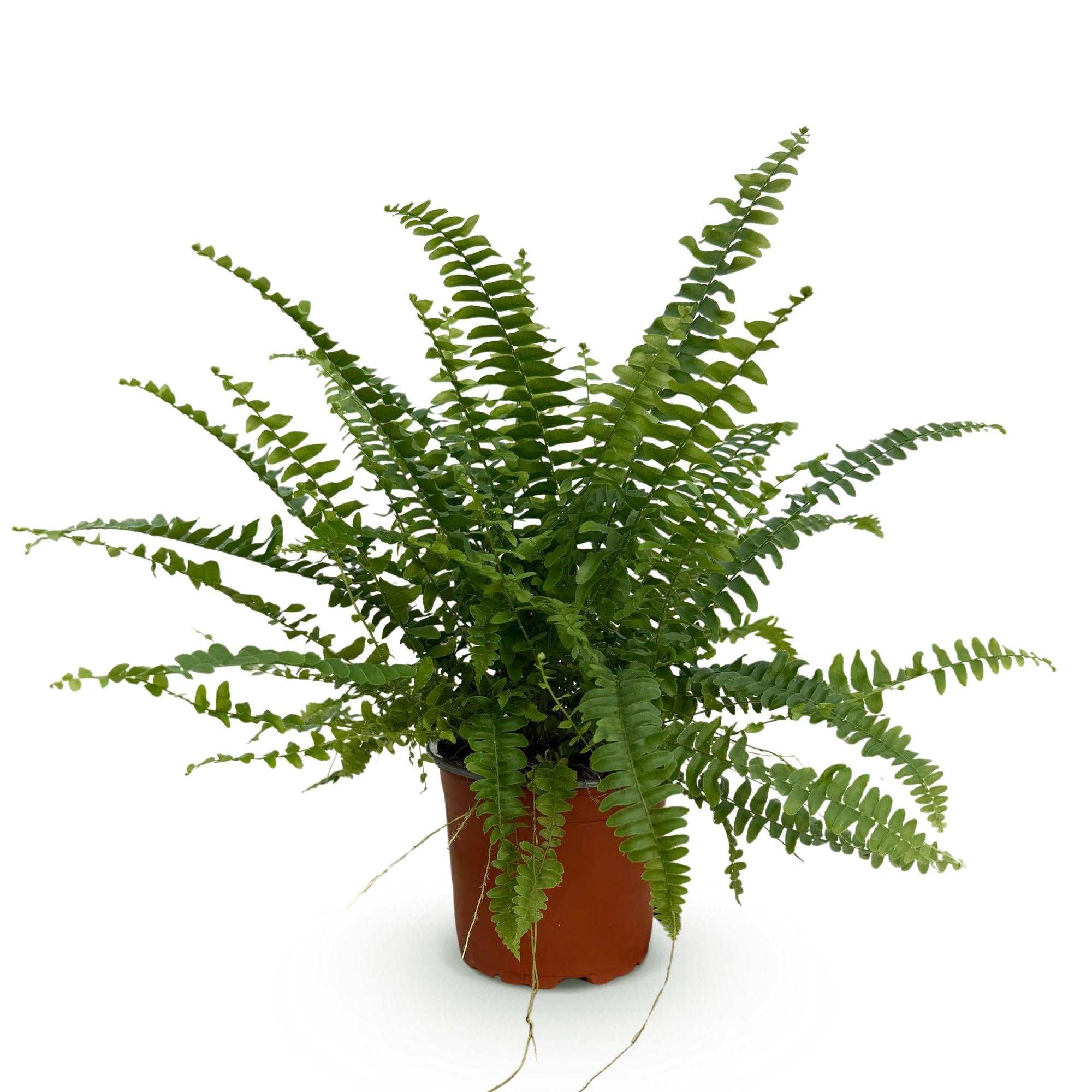 Nephrolepsis exaltata Green Lady - Varen - Huisdiervriendelijke Plant - Groen - 1 Plant - Pot 12cm - Hoogte 25cm
