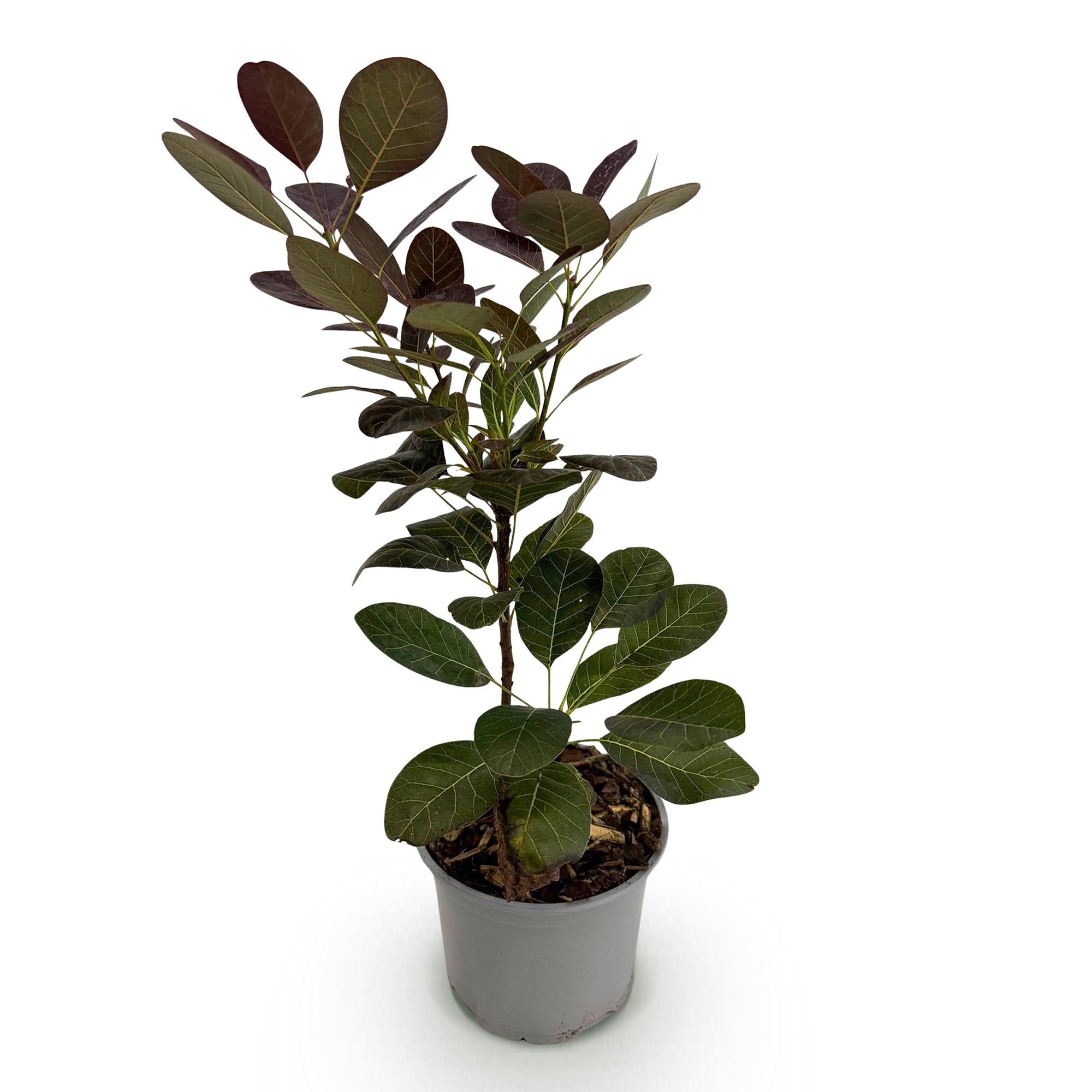 Cotinus coggyria Royal Purple - Paars - 1 Plant - Bladverliezend - Weinig Onderhoud - Pot 12cm Hoogte 35cm