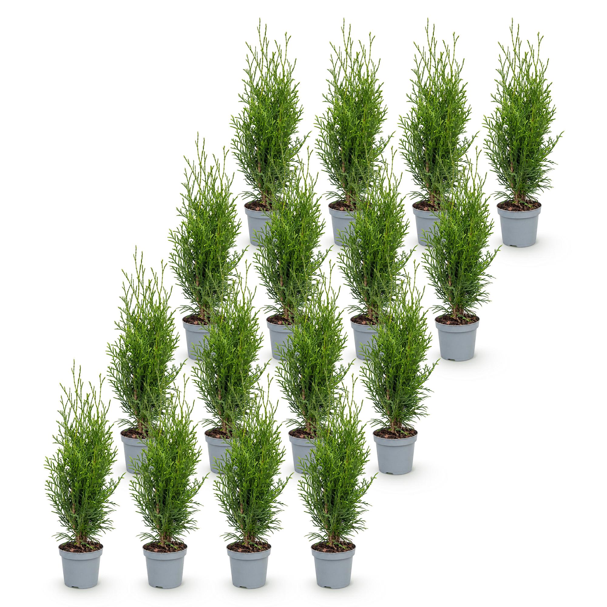 Thuja occidentalis Smaragd - Levensboom 16x - Haagplanten - Groenblijvend - Groen - Pot 9cm - Hoogte 20-30cm