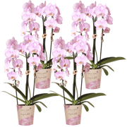 Kolibri Orchids | Combi Deal - 4 Roze Phalaenopsis Orchideeën Niagara Fall Xanion - Ø12 cm