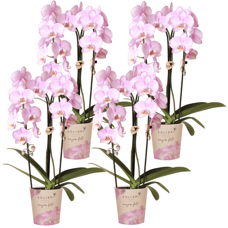 Kolibri Orchids | Combi Deal - 4 Roze Phalaenopsis Orchideeën Niagara Fall Xanion - Ø12 cm