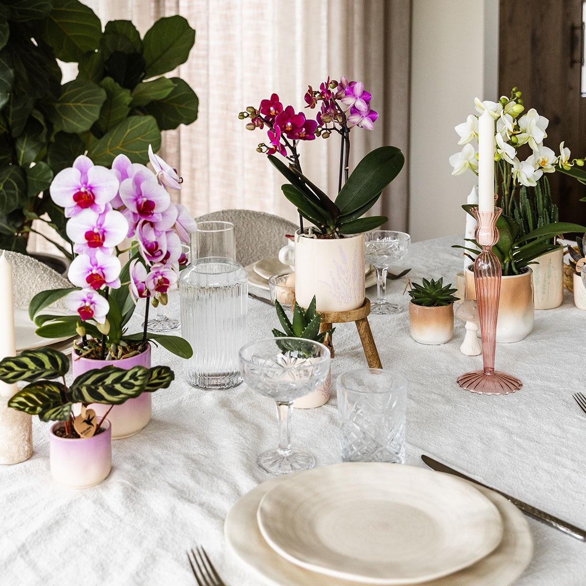 Kolibri Home | Gradience sierpot - Purple - Ø6cm