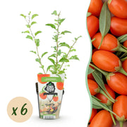 Goijbes - Lycium Barbarum - Winterhard - 6 Planten - Pot 9 cm - Oranje - Rode Vrucht