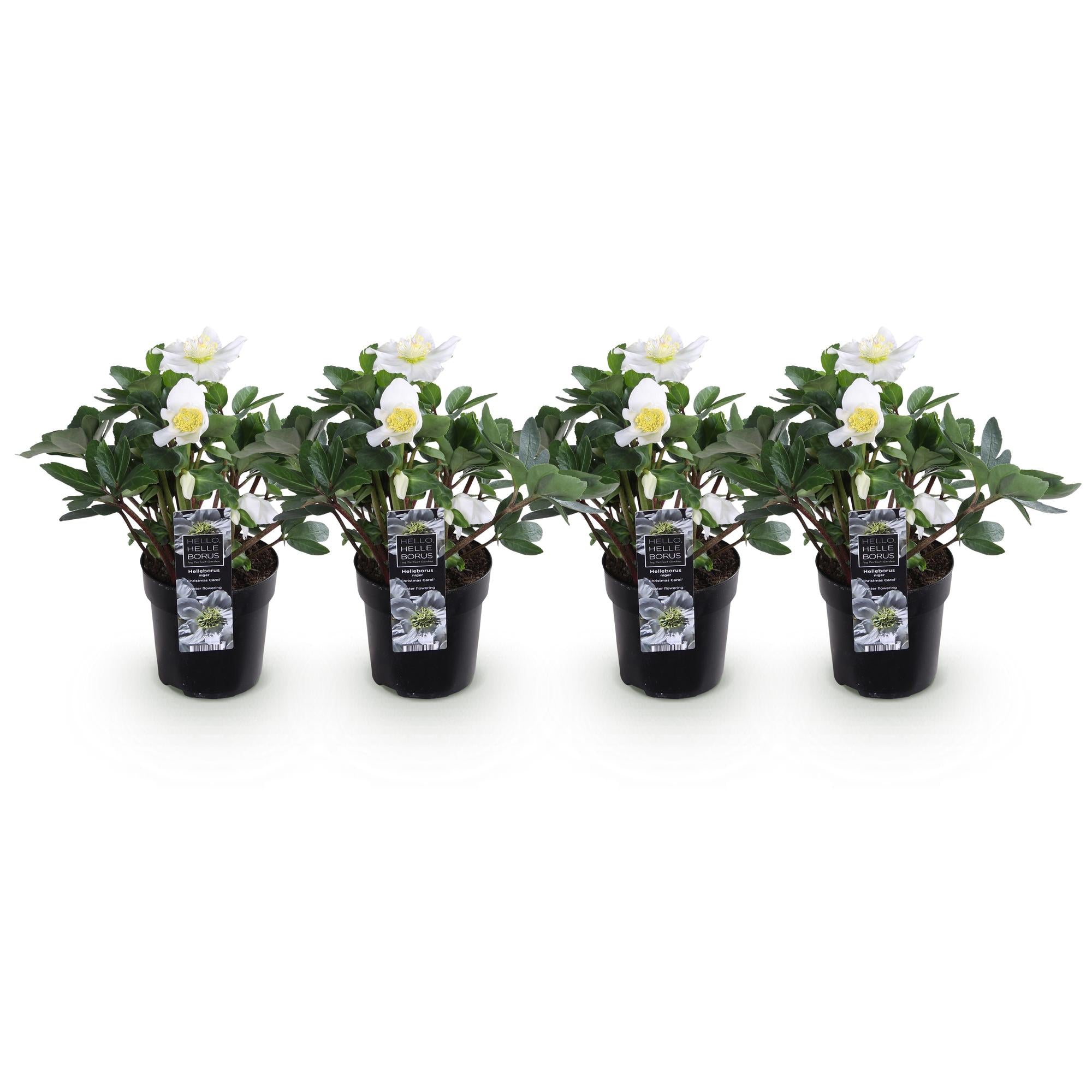 Kerstroos - Helleborus Christmas Carol  - Witte Bloem - 4 Planten - Groenblijvend - Pot 10,5cm Hoogte 25cm
