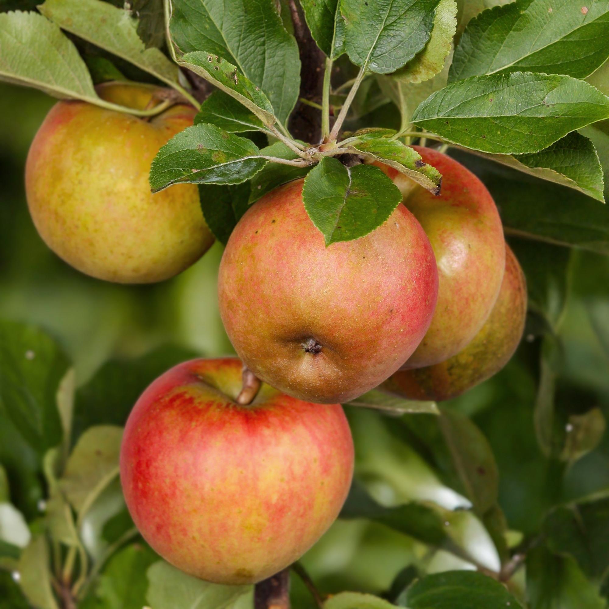 Appelboom - Malus domestica Elstar - Rode groene Appel - Pot 21cm Hoogte 90cm
