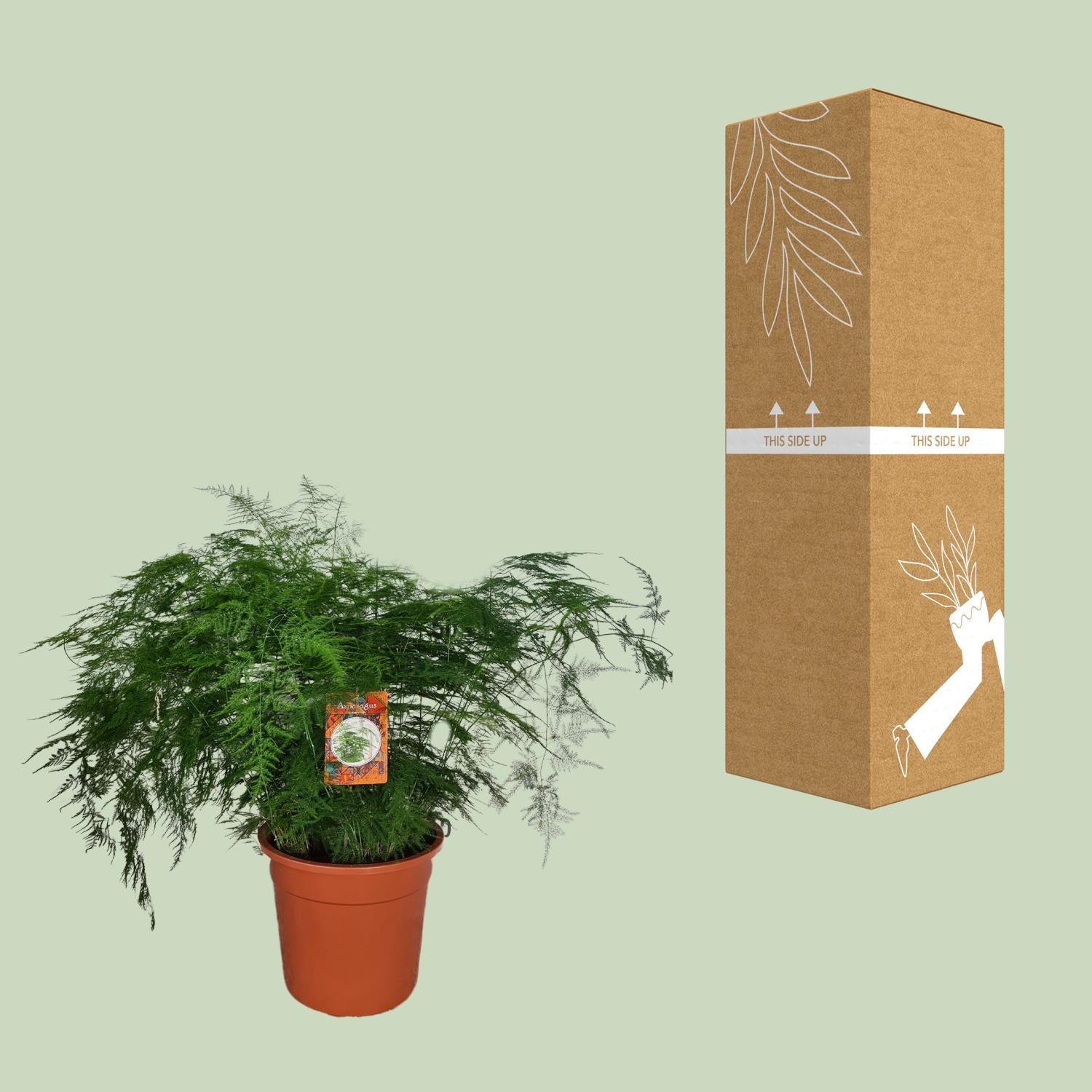 Asparagi Setaceus - Ø27cm - ↕70cm