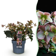 Lenten Rose -  Helleborus Angels Glow - Roze Bloem - Groenblijvend - Pot 19cm Hoogte 50cm