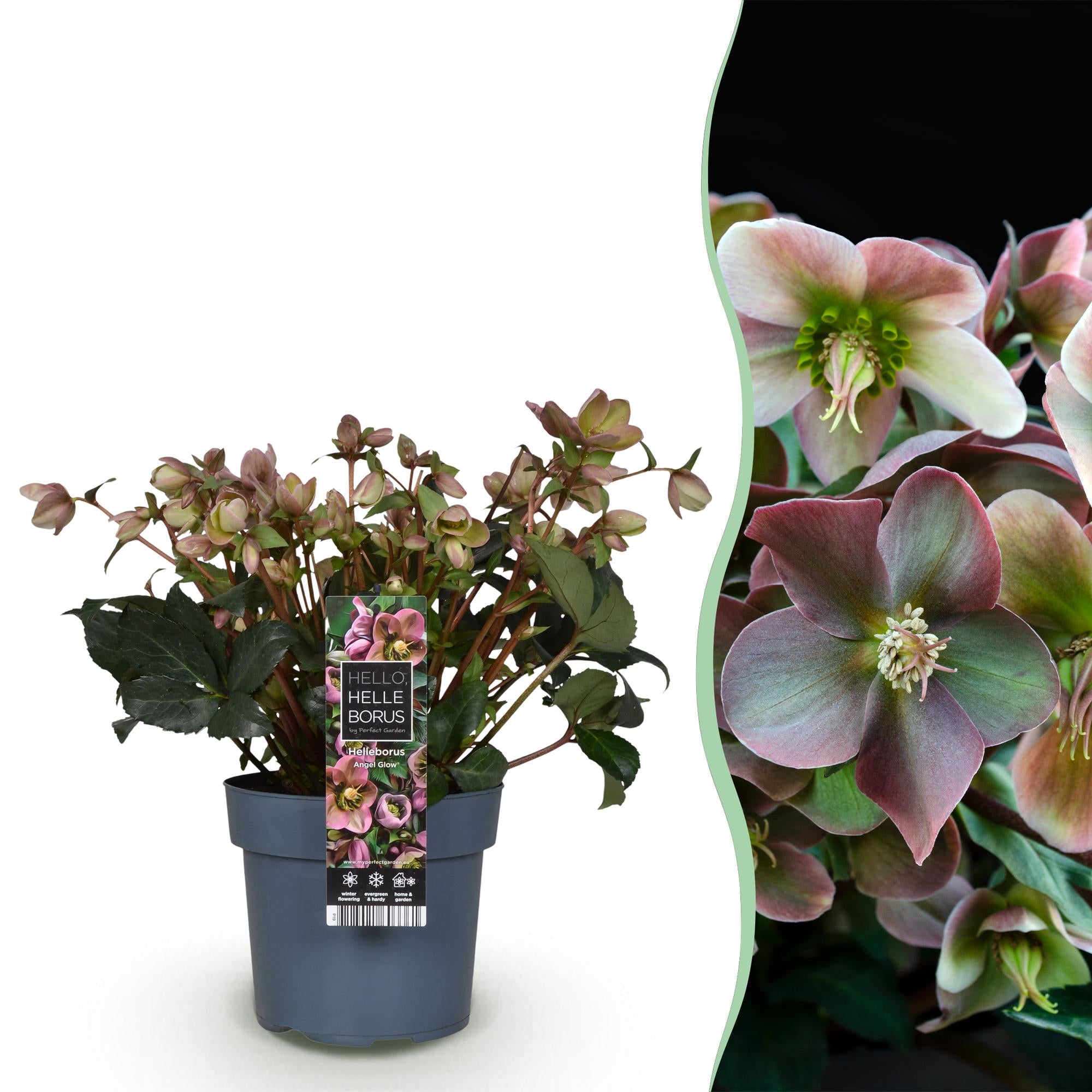 Lenten Rose -  Helleborus Angels Glow - Roze Bloem - Groenblijvend - Pot 19cm Hoogte 50cm