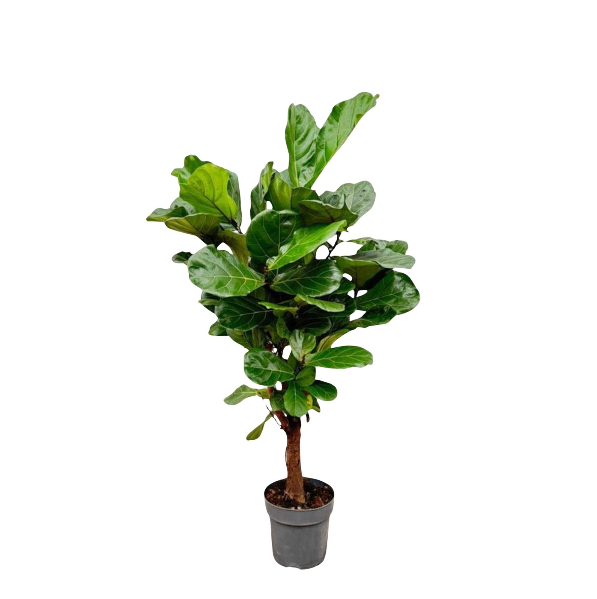 Ficus Lyrata vertakt - 130cm - ø 27cm
