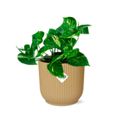 Epipremnum Pinnatum ‘Aureum’ in ELHO Vibes Fold 14cm geel