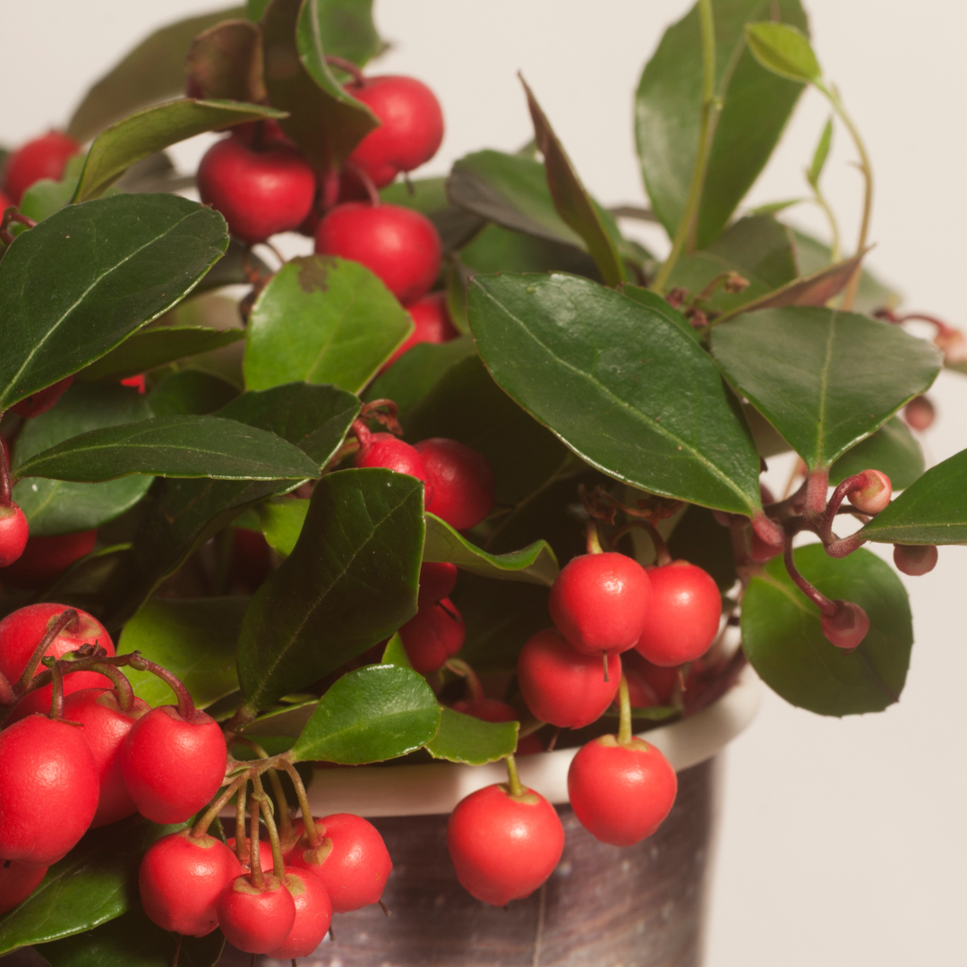 6x Gaultheria procumbens 'Big Berry' | 12 cm Ø | 15-20 cm ↕