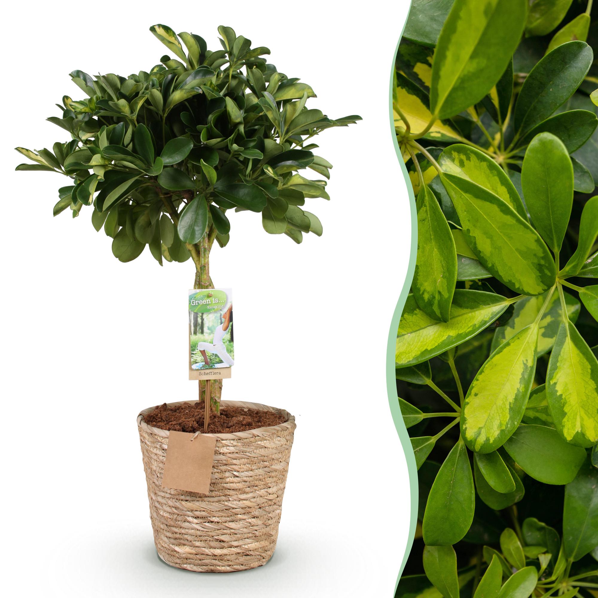 Schefflera Gold Capelle - Vingerboom - met mand - Pot 21cm - Hoogte 70-81cm