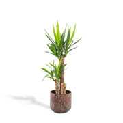 Yucca con vaso - ↨100cm - Ø21cm