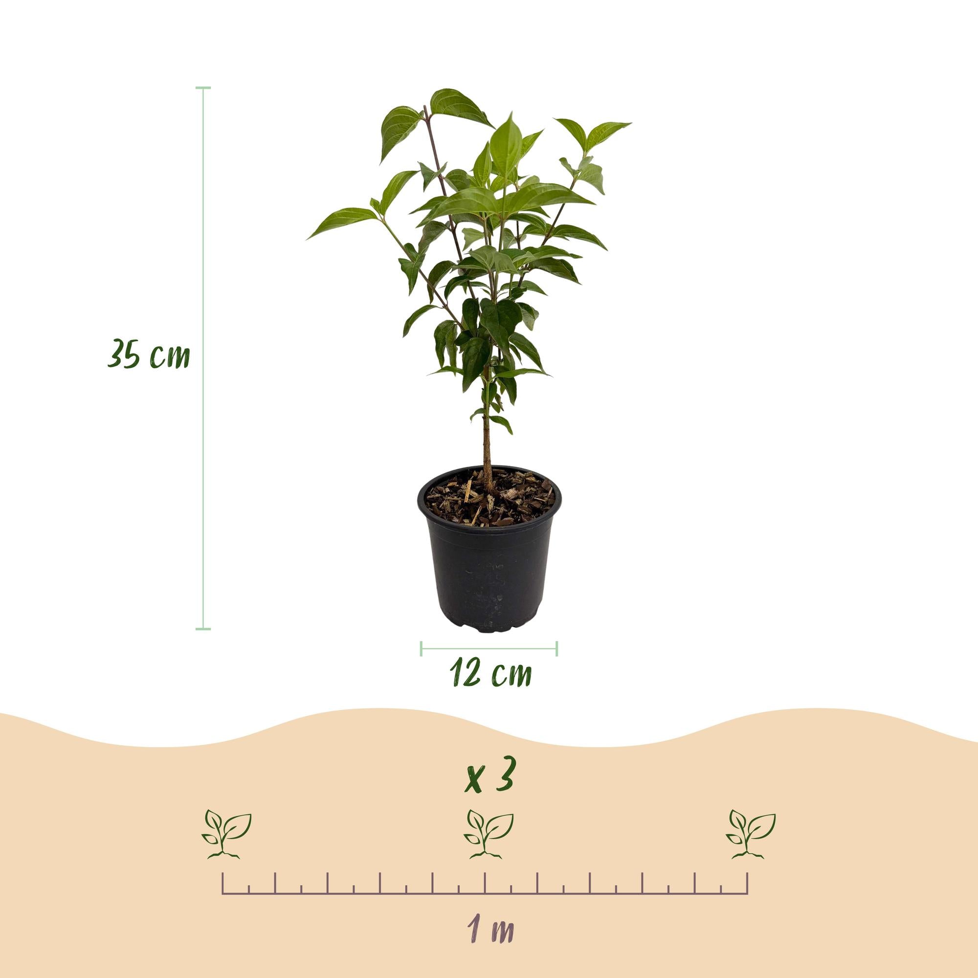 Cornus kousa chinensis - Bloem Wit - 1 Plant - Bladverliezend - Weinig Onderhoud - Pot 12cm Hoogte 35cm