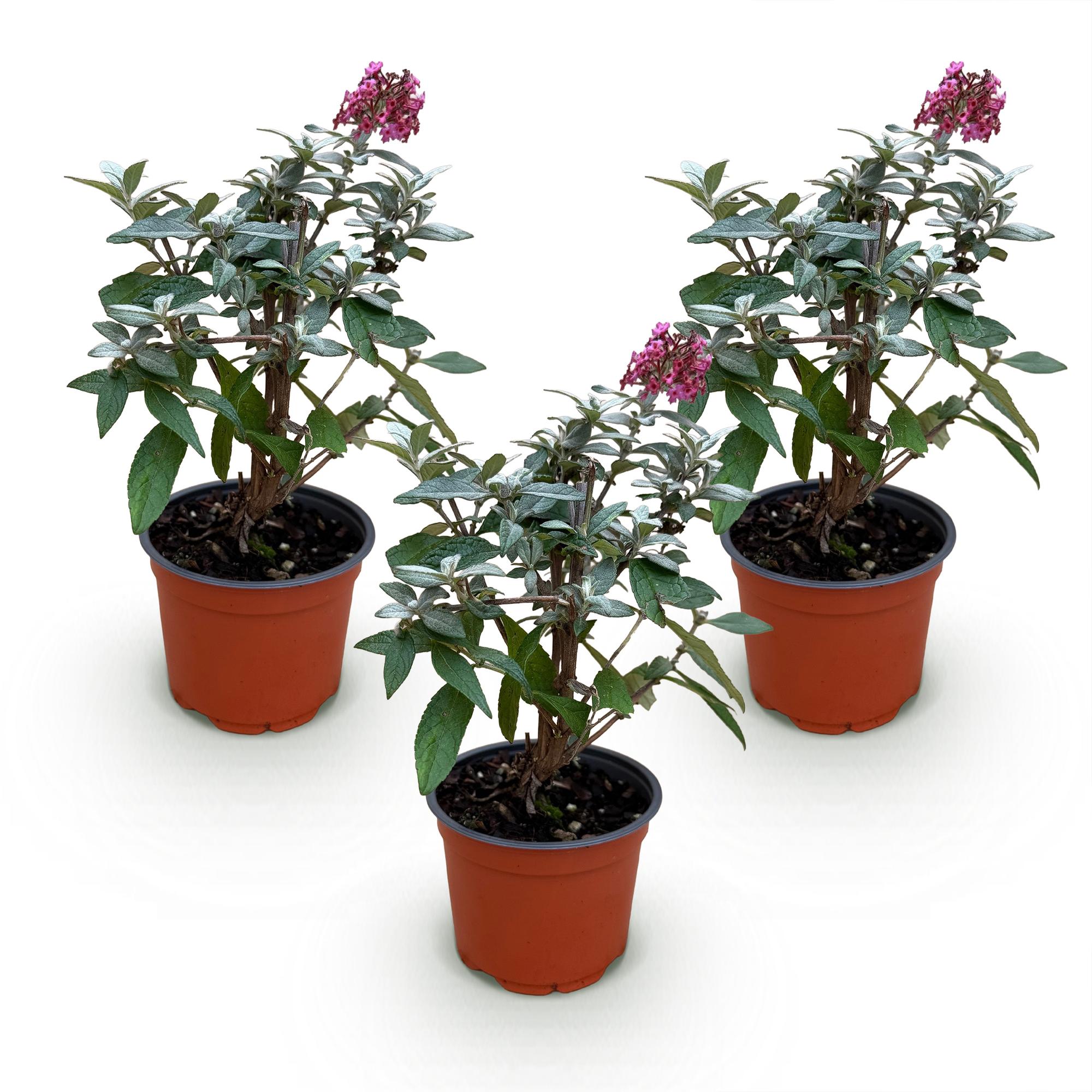 Buddleja davidii Butterfly Candy Little Ruby - Vlinderstruik - Compact - Rood - 3 Planten - Pot 12cm - Hoogte 20-25cm