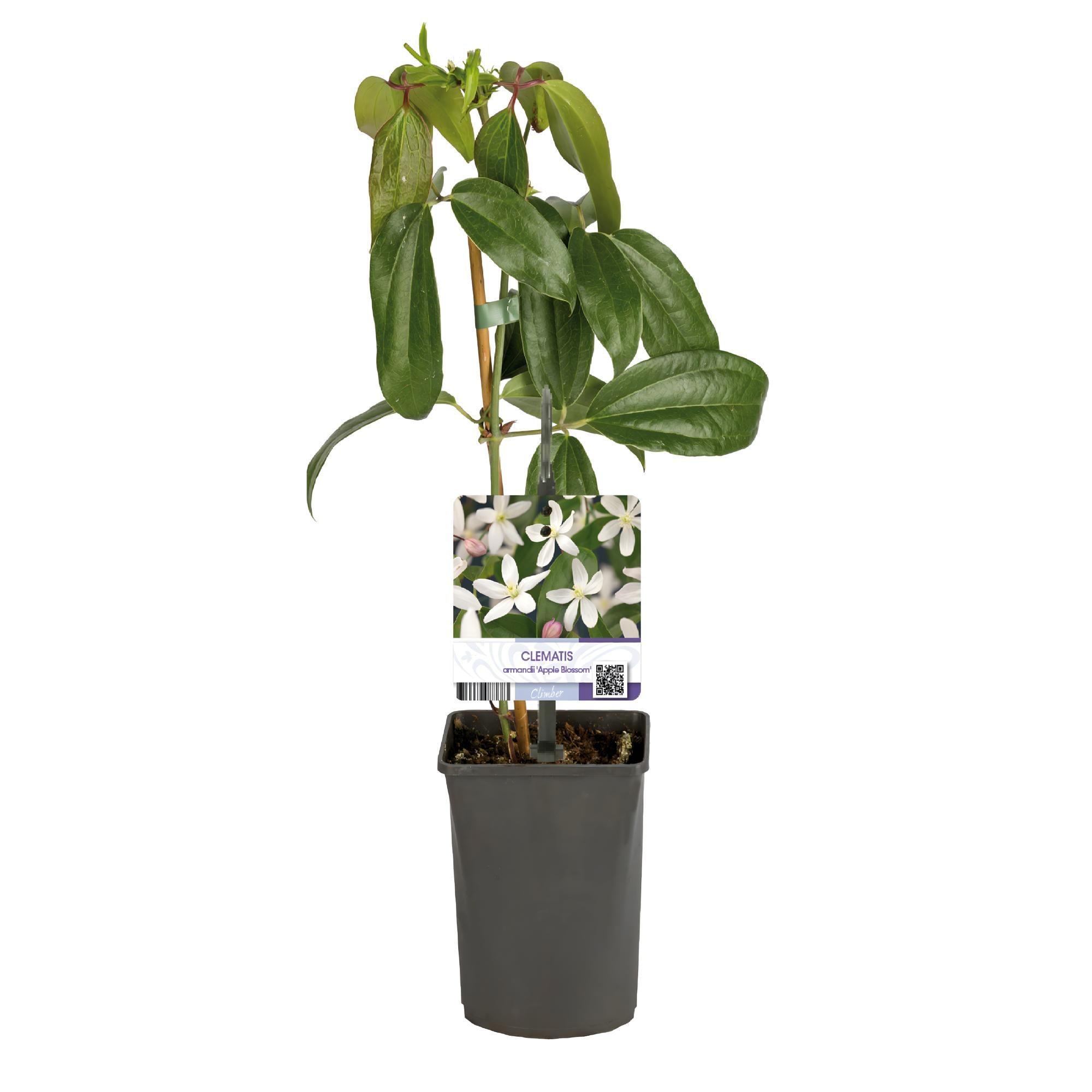 Green boutiQ – Kletterpflanze – Clematis armandii 'Apple Blossom' – Rosa Blüten – Immergrün – Pflegeleicht – 1 Pflanztopf (11 cm), Höhe 40 cm