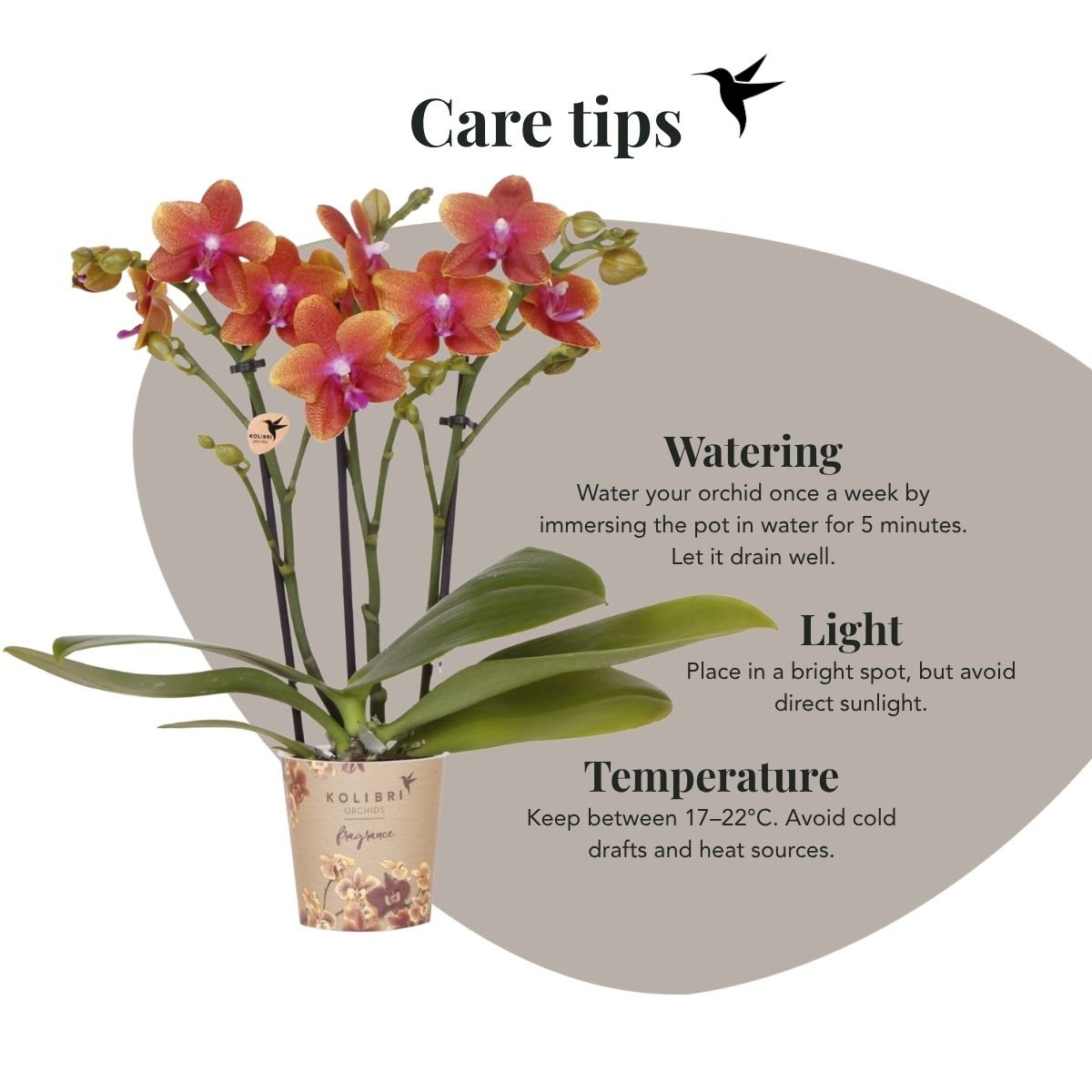 Kolibri Orchids | Combi Deal - 2 Oranje Geurende Phalaenopsis Orchideeën Fragrance Bolgheri - Ø9 cm