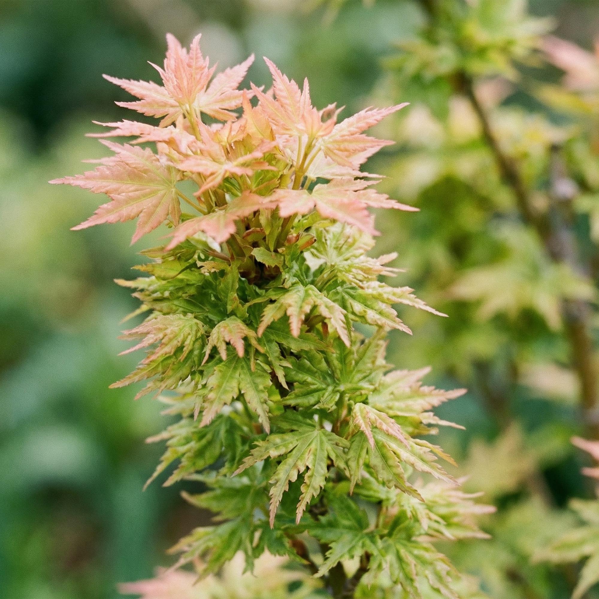 Acer palmatum Koto Hime - Japanse Esdoorn - Bladverliezend - Groen - 1 - Pot 26cm - Hoogte 90cm