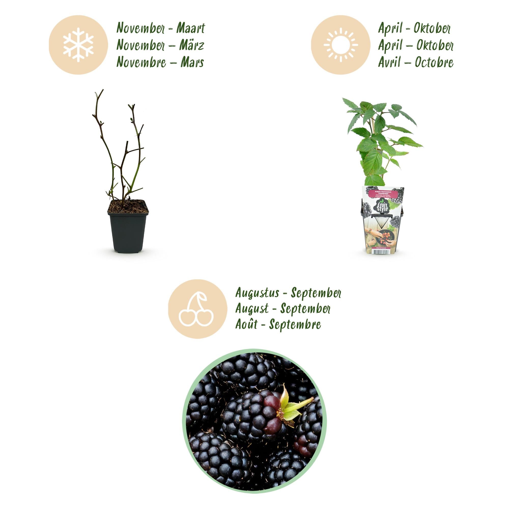 Doornloze Braam - Rubus Thornfree - Winterhard - 6 Planten - Pot 9 cm - Zwarte Braam