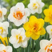 30x Narcissus Double mix - Bloembollen - Gevulde narcis mix - Diversen - Voorjaarsbloeier - Bolmaat 10/12