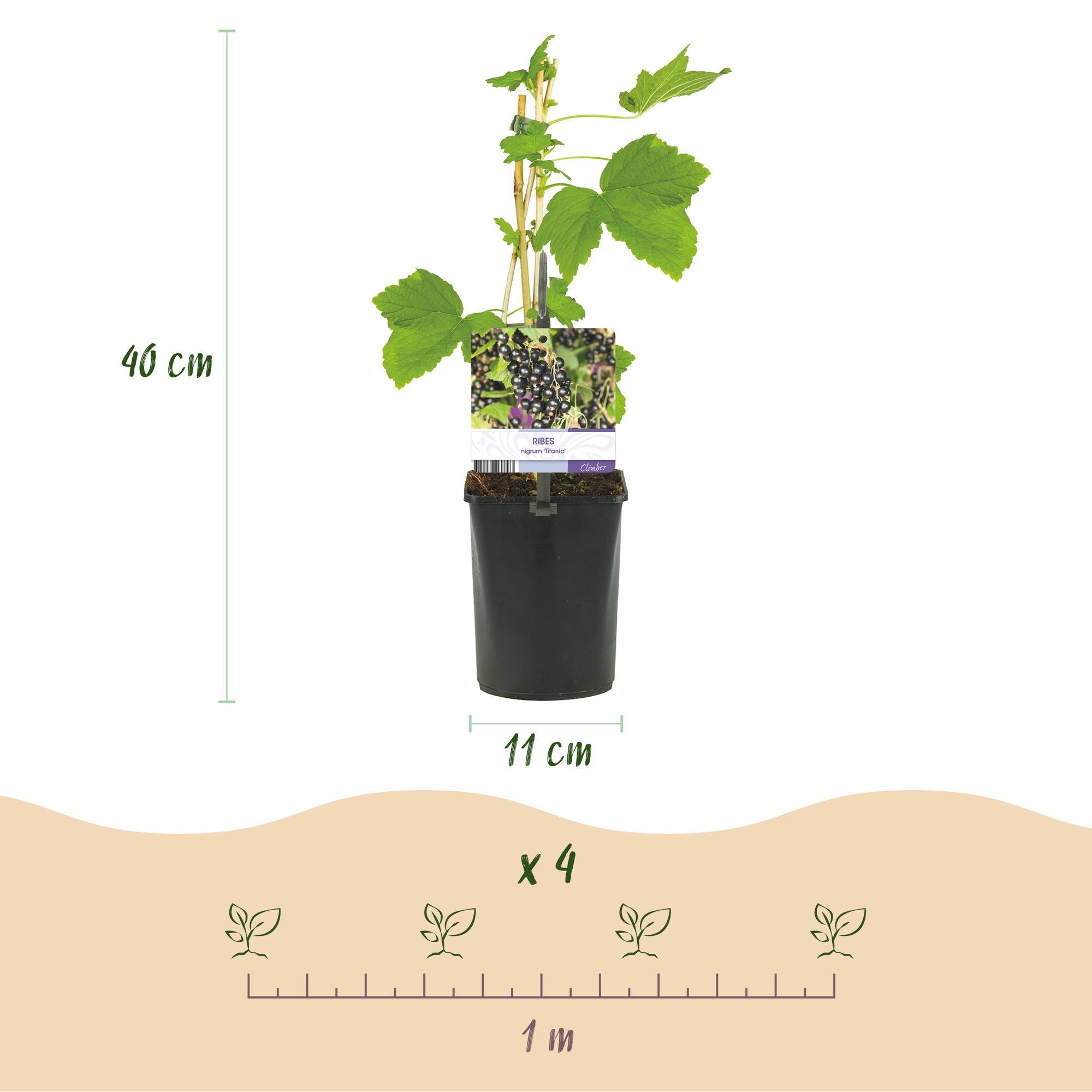 Green boutiQ - Pianta da frutto - Ribes nero - Ribes nigrum Titania - Ribes nero - 2 piante - Vaso 11cm Altezza 40cm