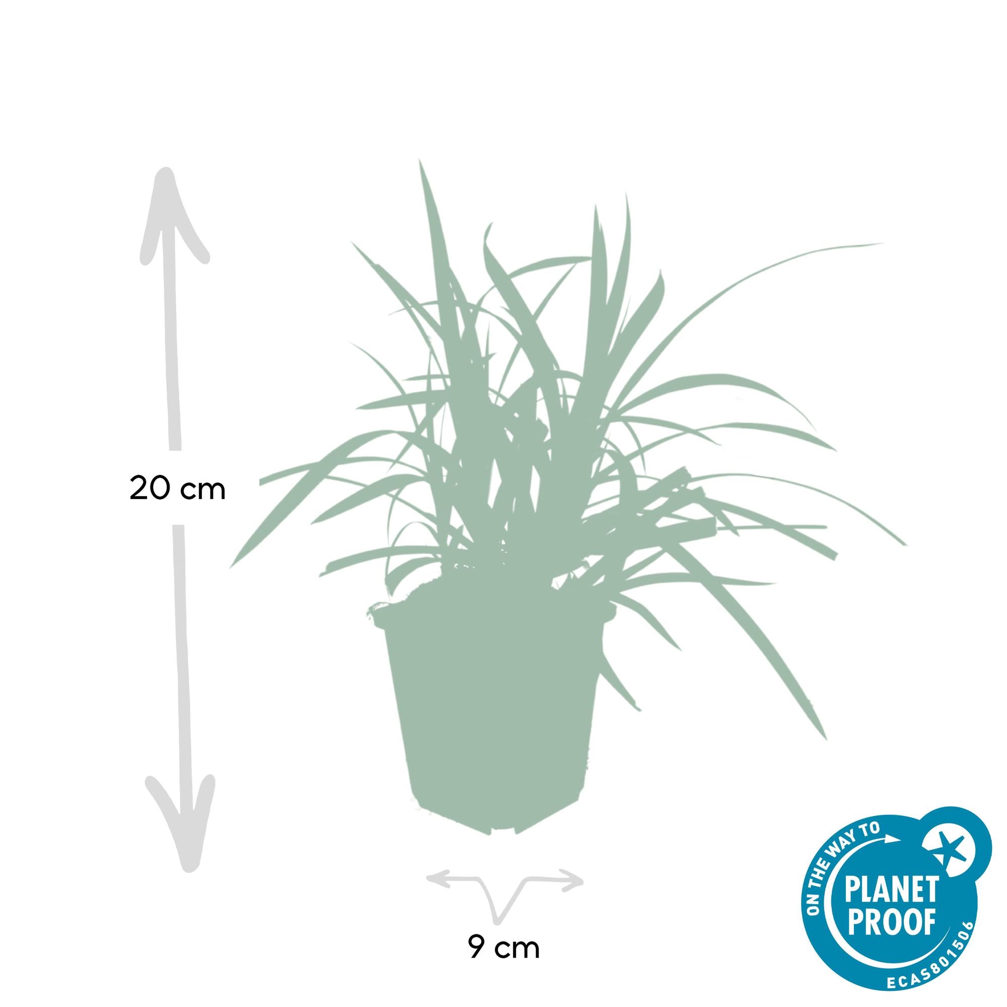 60x Carex morrowii 'Verde Irlandés' - ↕10-25cm - Ø9cm