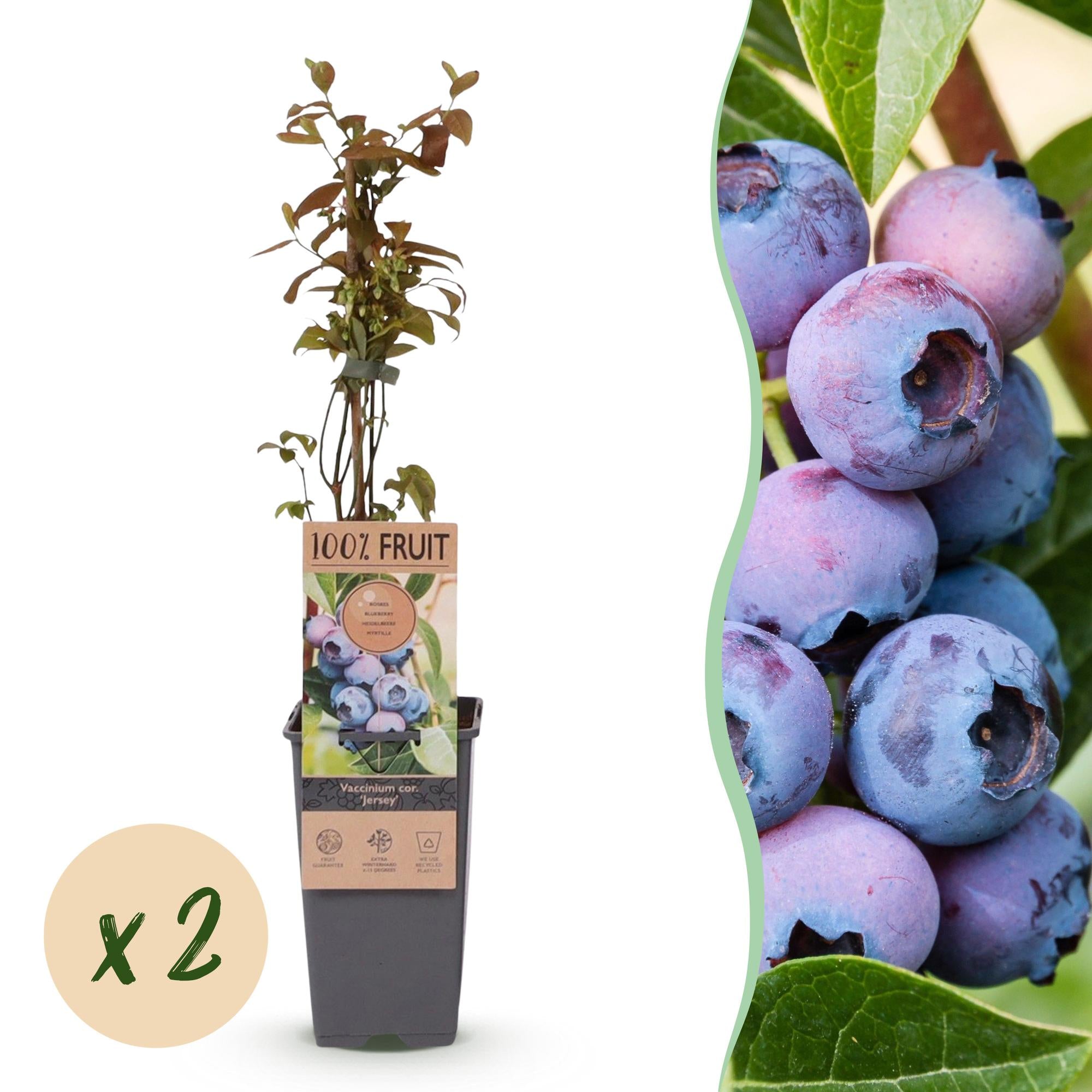 Vaccinium corymbosum Jersey - Bosbes - Winterhard - Blauwe Bes - 2 Planten - Pot 15cm - Hoogte 50cm